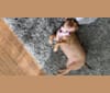 Skye, a Chihuahua and Dachshund mix tested with EmbarkVet.com
