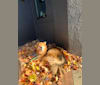 Juno, a Siberian Husky and Chow Chow mix tested with EmbarkVet.com