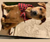 Kurt, an American Pit Bull Terrier and Rat Terrier mix tested with EmbarkVet.com