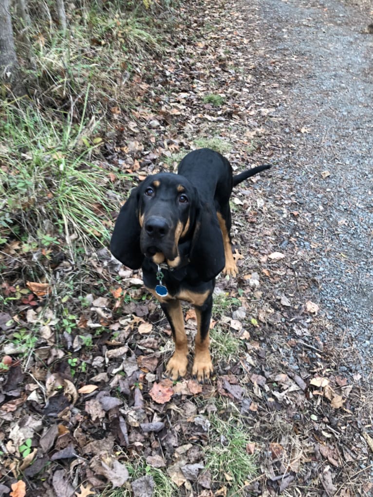 Goose, a Bloodhound tested with EmbarkVet.com