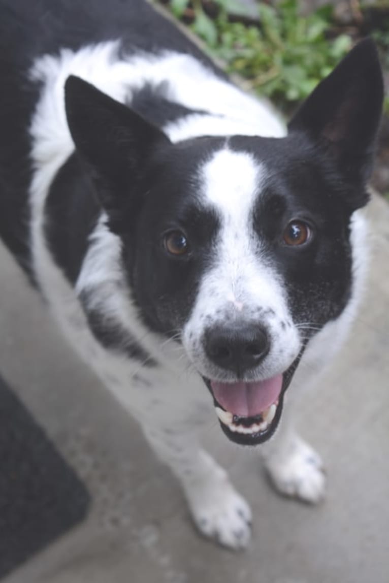 Teddy, an Australian Cattle Dog and Border Collie mix tested with EmbarkVet.com