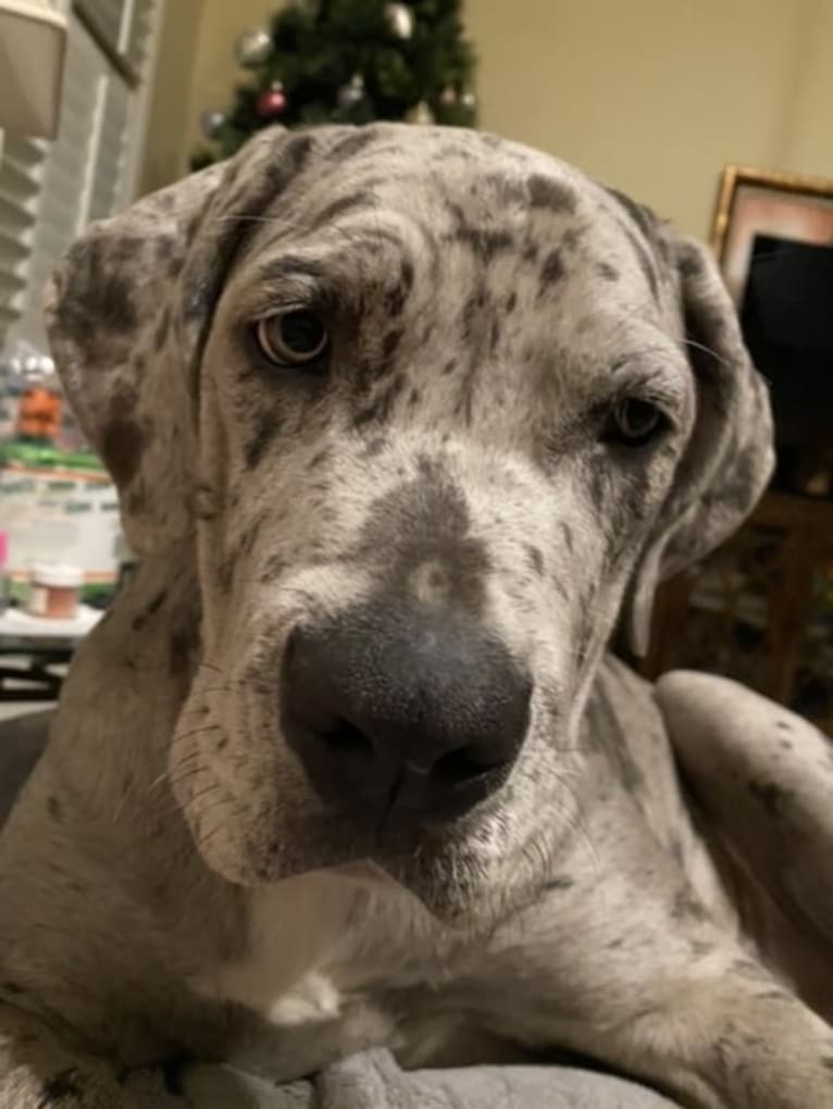 River, a Neapolitan Mastiff and Mastiff mix tested with EmbarkVet.com