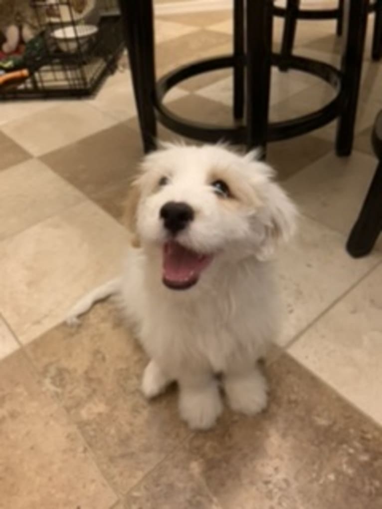 Tucker, a Poodle (Small) and German Shepherd Dog mix tested with EmbarkVet.com