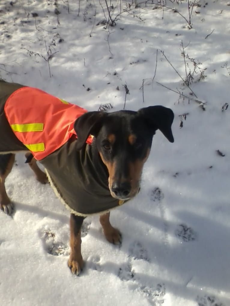 Jinx, a Doberman Pinscher and English Springer Spaniel mix tested with EmbarkVet.com