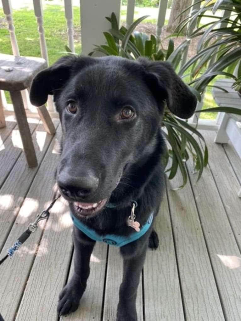 Otto (Othello), a German Shepherd Dog and Newfoundland mix tested with EmbarkVet.com