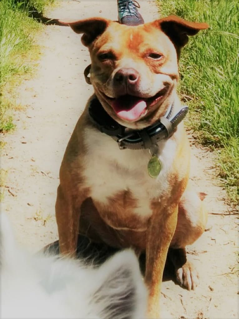 Azmodan, a Staffordshire Terrier and Pug mix tested with EmbarkVet.com