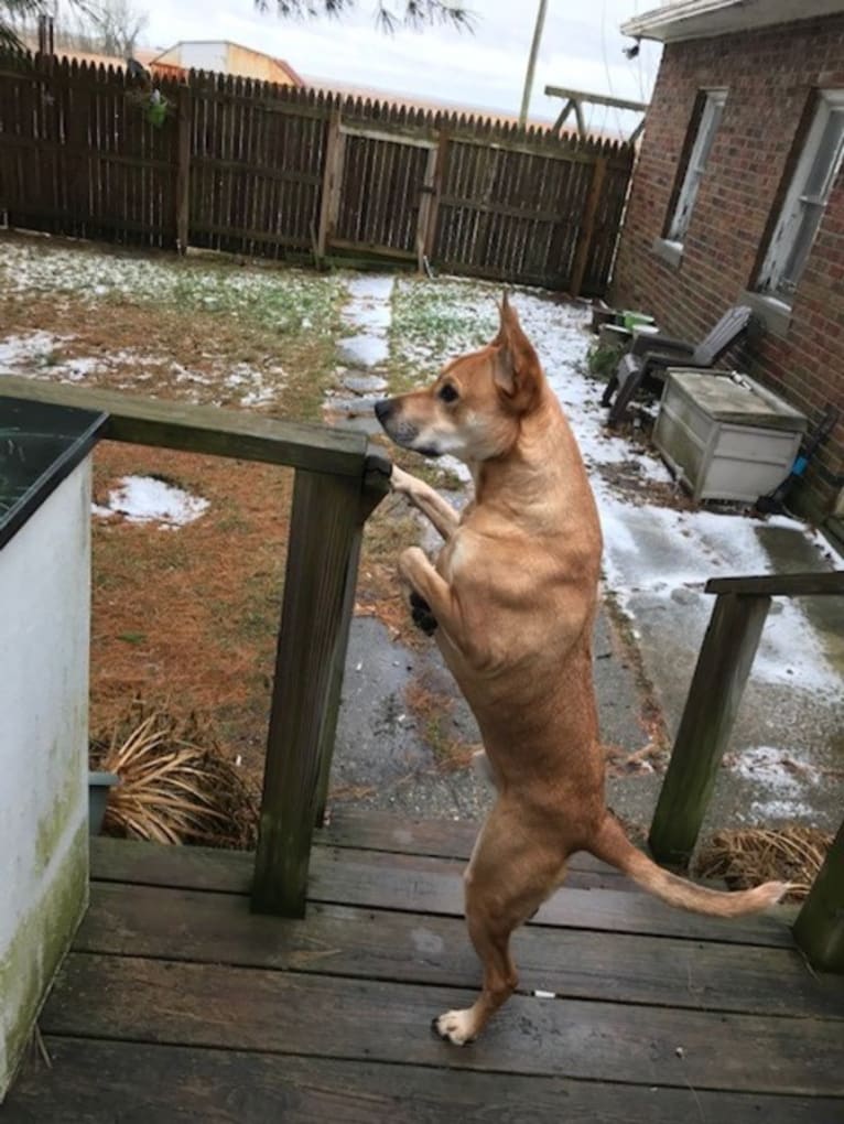 Rocco, an Australian Cattle Dog and American Pit Bull Terrier mix tested with EmbarkVet.com