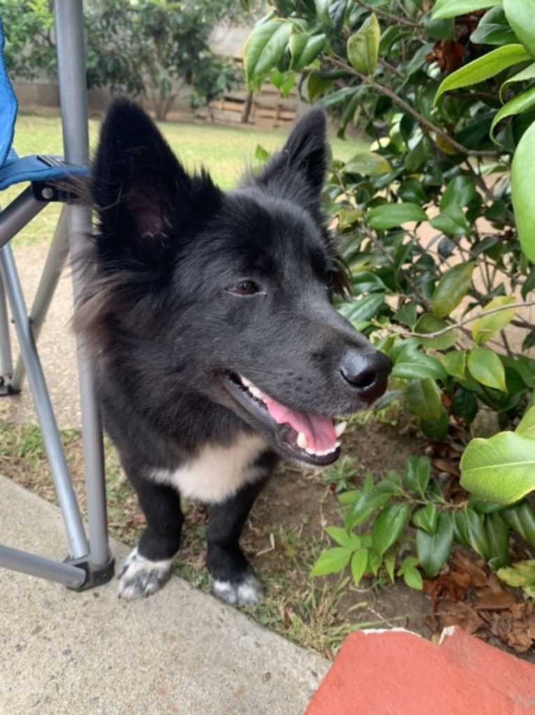 Yogi, a Japanese or Korean Village Dog tested with EmbarkVet.com