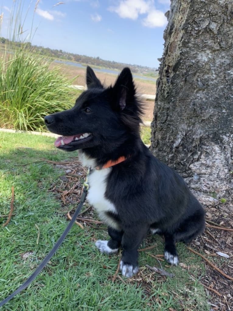 Yogi, a Japanese or Korean Village Dog tested with EmbarkVet.com