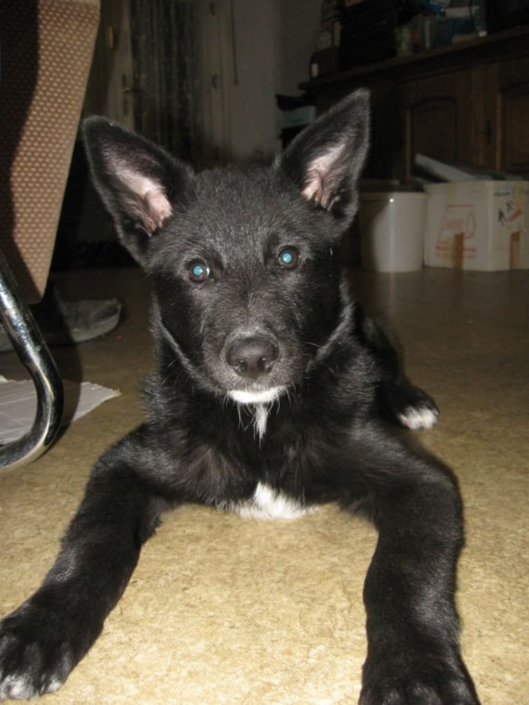 Strolch, a Canaan Dog tested with EmbarkVet.com