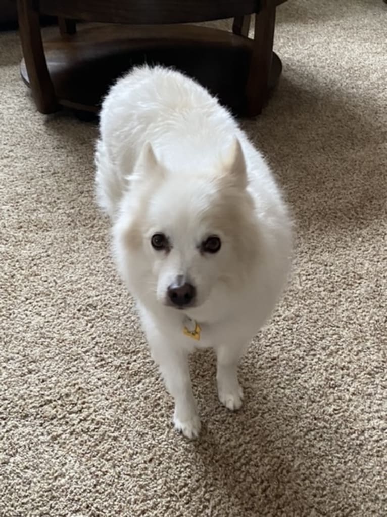 Bo, an American Eskimo Dog tested with EmbarkVet.com