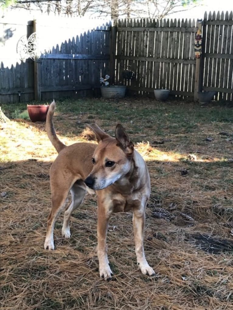 Rocco, an Australian Cattle Dog and American Pit Bull Terrier mix tested with EmbarkVet.com