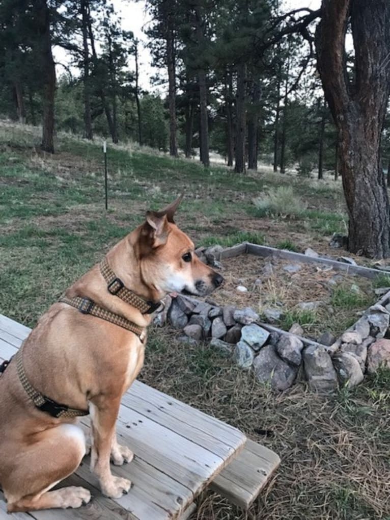 Rocco, an Australian Cattle Dog and American Pit Bull Terrier mix tested with EmbarkVet.com