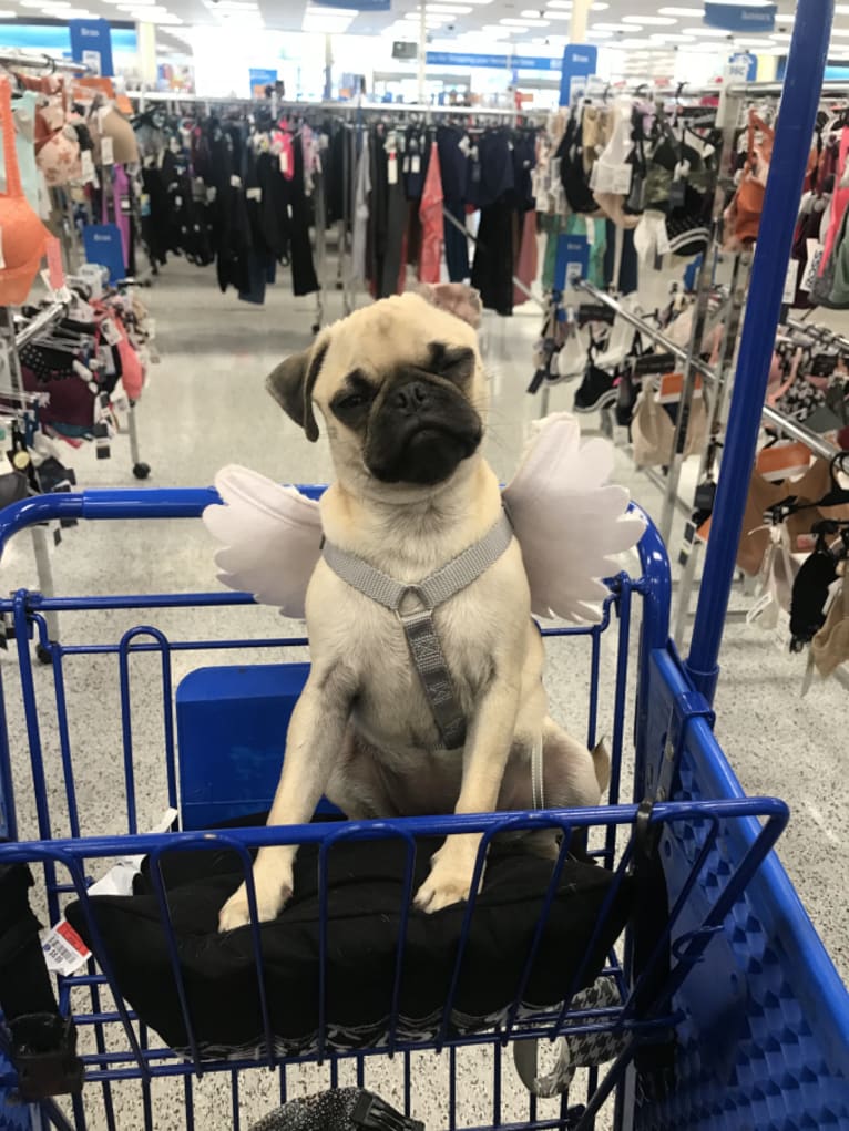 Penny Lane, a Pug tested with EmbarkVet.com