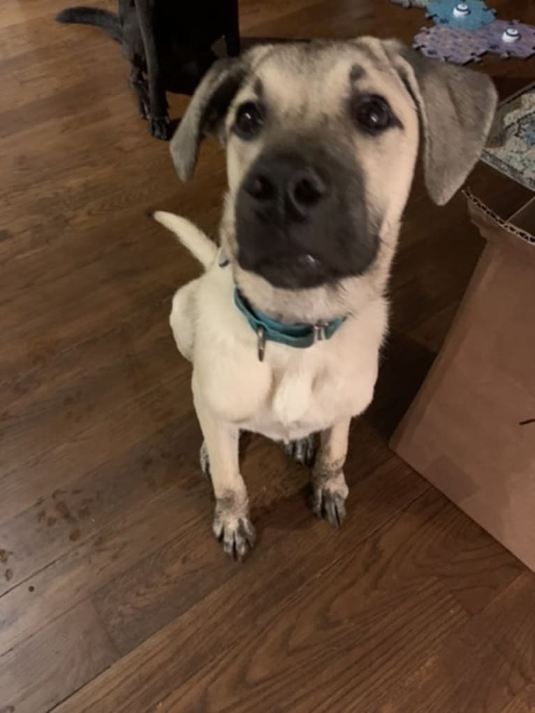 Gryffin, a Great Pyrenees and Mountain Cur mix tested with EmbarkVet.com