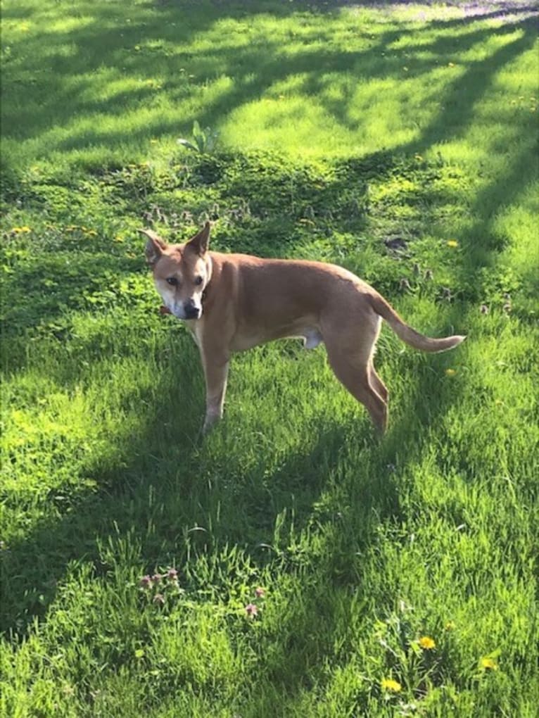 Rocco, an Australian Cattle Dog and American Pit Bull Terrier mix tested with EmbarkVet.com