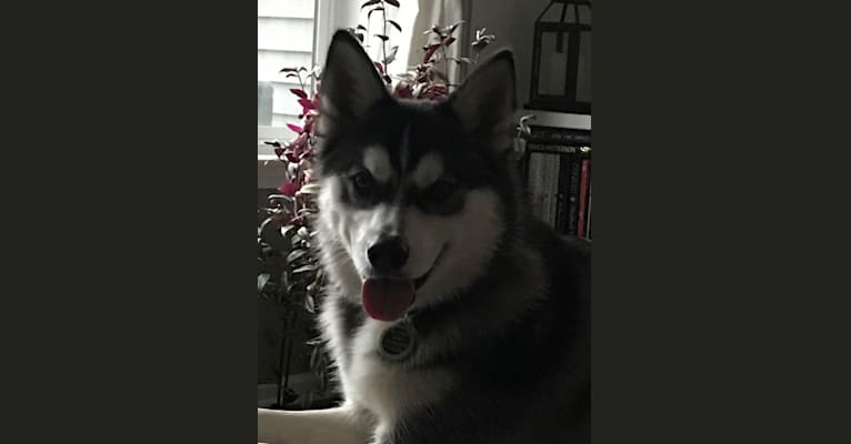 Kevin, an American Eskimo Dog and Siberian Husky mix tested with EmbarkVet.com