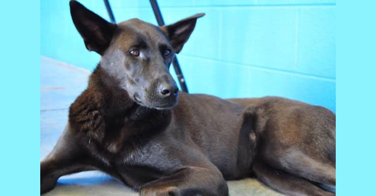 Embark Dog Dna Test Breed