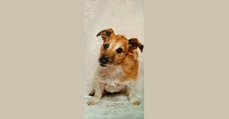 Lucy, a Russell-type Terrier tested with EmbarkVet.com
