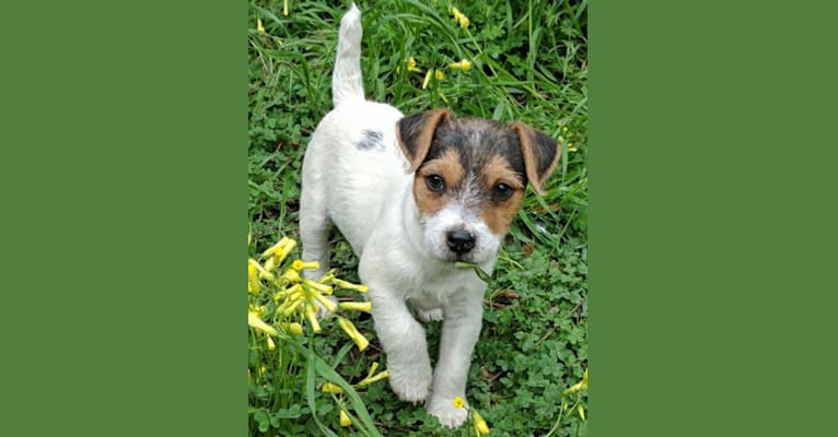 Lincoln, a Russell-type Terrier tested with EmbarkVet.com