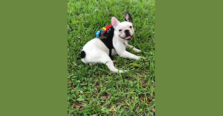 JJ, a French Bulldog tested with EmbarkVet.com