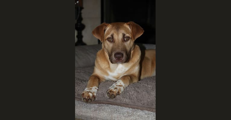 embark dog dna test breed