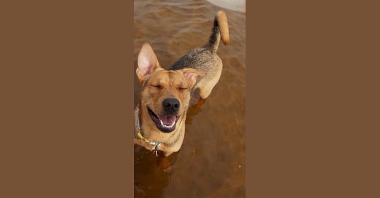 Sahara, a Boxer and German Shepherd Dog mix tested with EmbarkVet.com