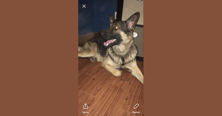 Thunder, a German Shepherd Dog tested with EmbarkVet.com