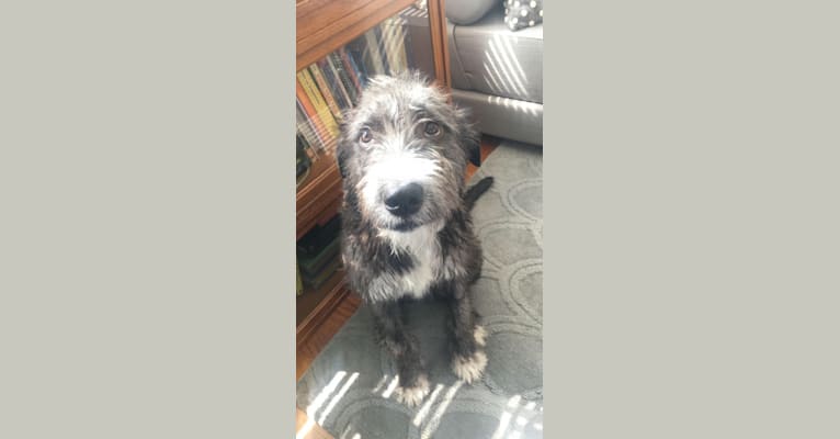 Harry, an Old English Sheepdog and American Pit Bull Terrier mix tested with EmbarkVet.com