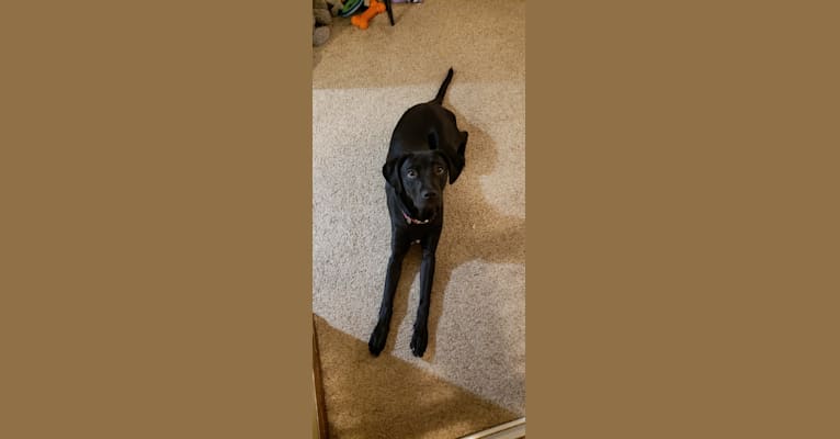 Rose, a Labrador Retriever and Boxer mix tested with EmbarkVet.com