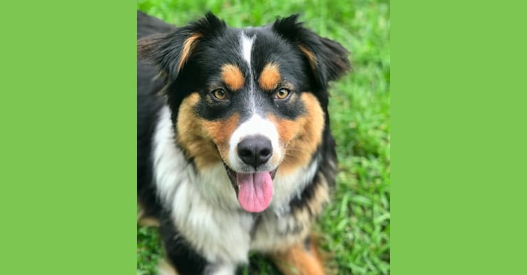 Bluetick rottweiler mix outlet