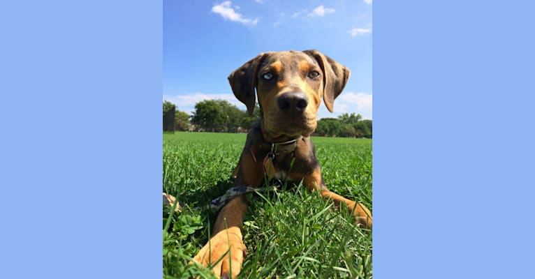 Riley, a Catahoula Leopard Dog tested with EmbarkVet.com