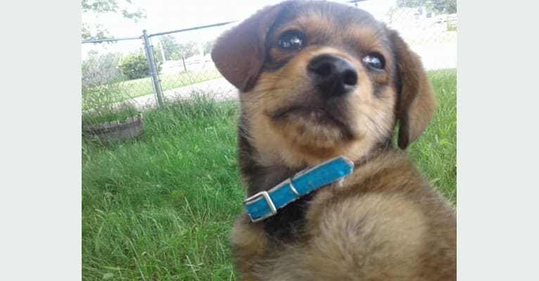 Bear, a Dachshund and Pomeranian mix tested with EmbarkVet.com