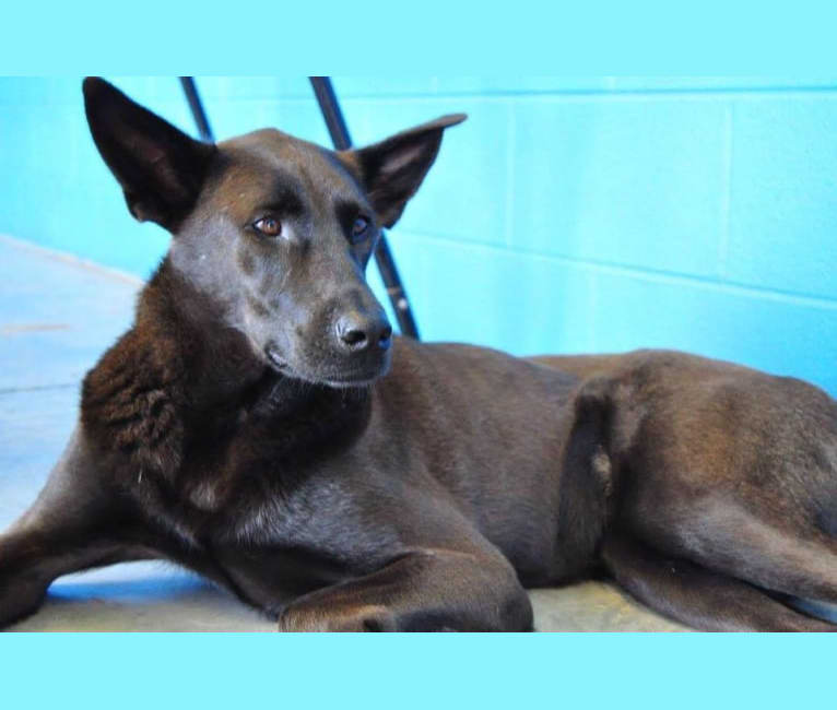 Jill, a Black and Tan Coonhound and Chow Chow mix tested with EmbarkVet.com