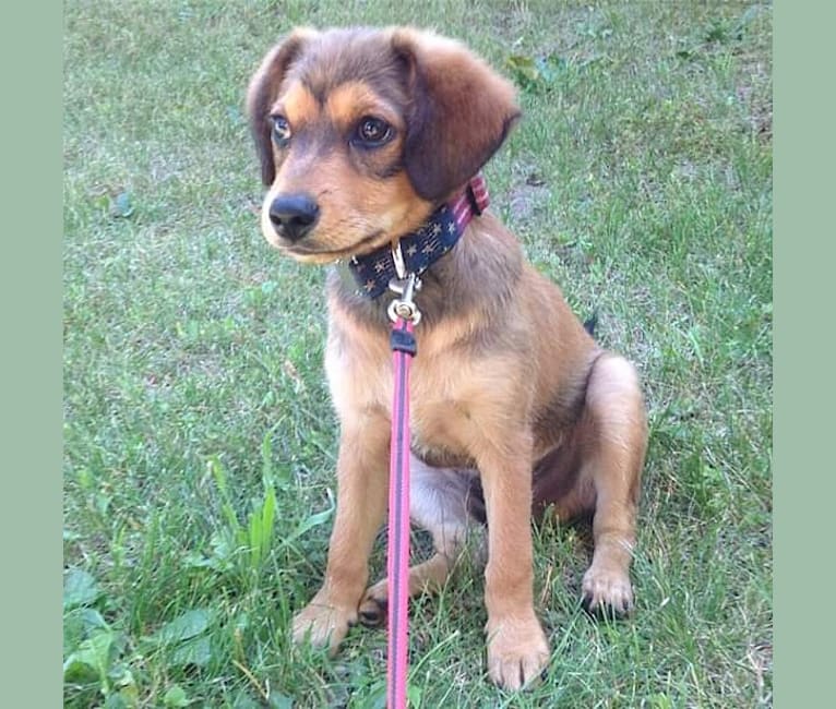 Bear, a Dachshund and Pomeranian mix tested with EmbarkVet.com