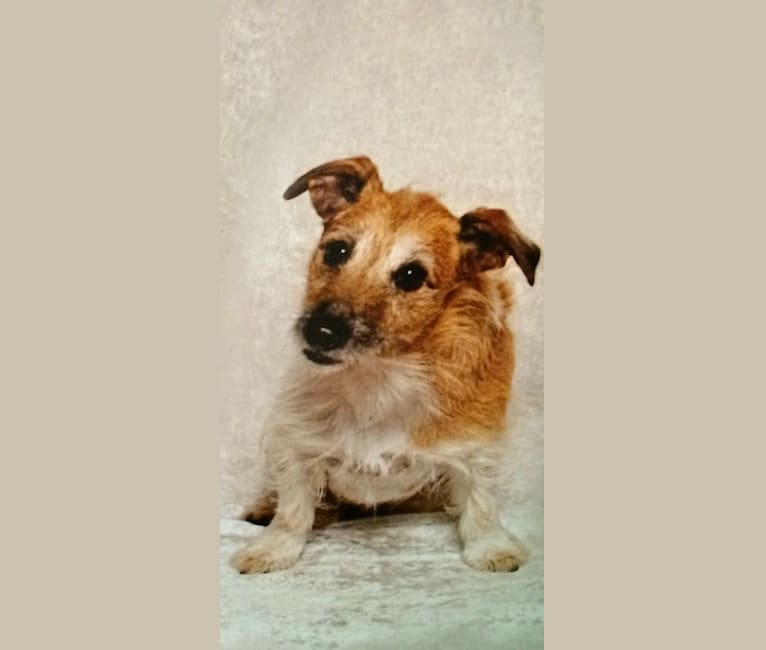 Lucy, a Russell-type Terrier tested with EmbarkVet.com