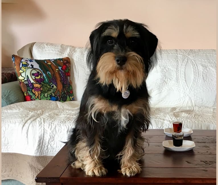 Cocker spaniel and schnauzer deals