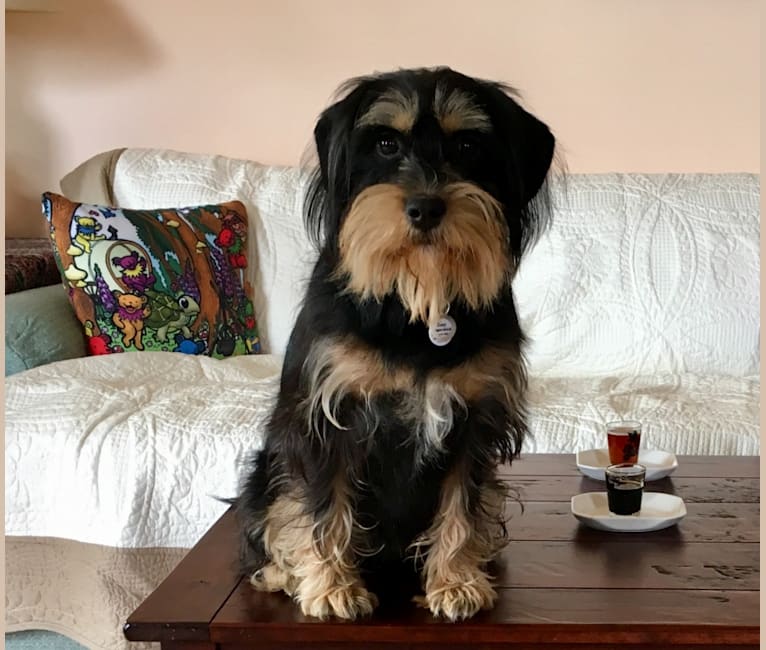 Zoey Zozo, a Miniature Schnauzer and Cocker Spaniel mix tested with EmbarkVet.com