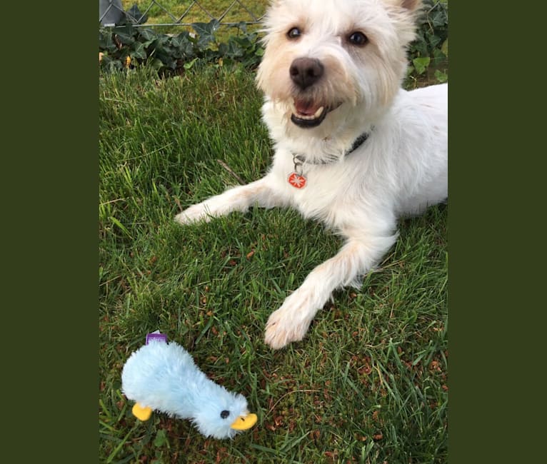 embark dog dna test breed