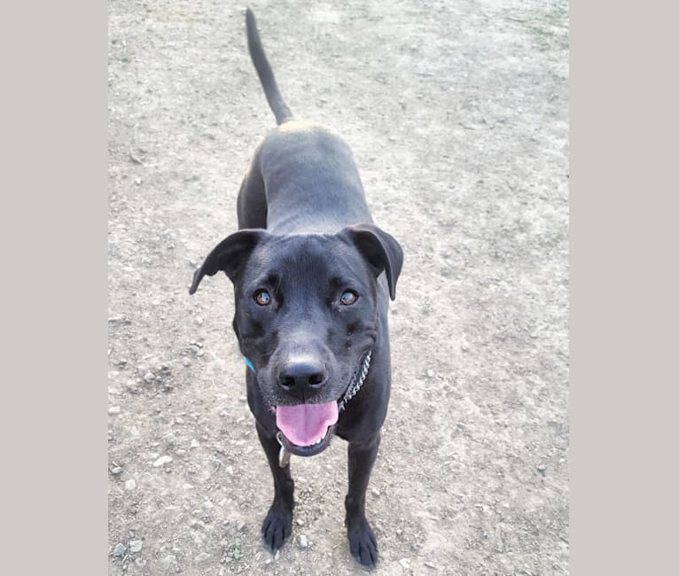 Buster, an American Pit Bull Terrier and Labrador Retriever mix tested with EmbarkVet.com