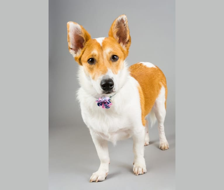 Boo, a Collie and Pembroke Welsh Corgi mix tested with EmbarkVet.com