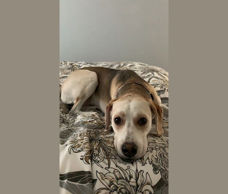 Daphne, an American Foxhound and English Foxhound mix tested with EmbarkVet.com