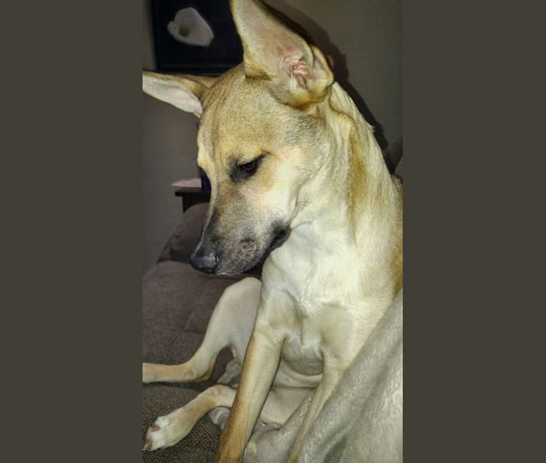 Black mouth cur hotsell dna test