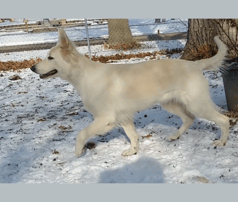 Baughman's Bit Of Winter, a German Shepherd Dog tested with EmbarkVet.com