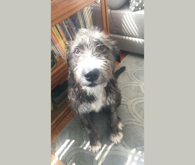 Harry, an Old English Sheepdog and American Pit Bull Terrier mix tested with EmbarkVet.com