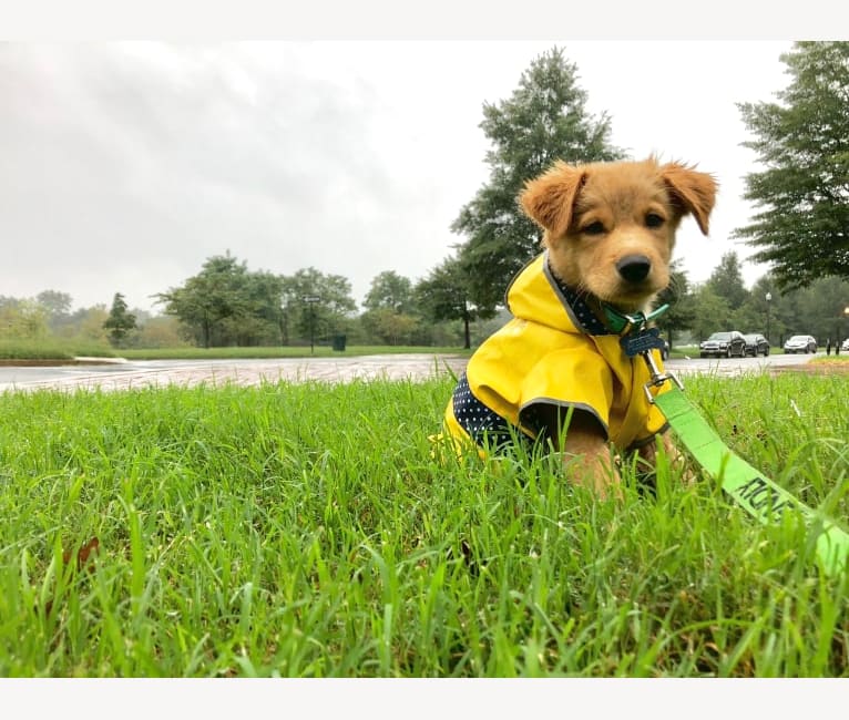 Embark Dog Dna Test Breed