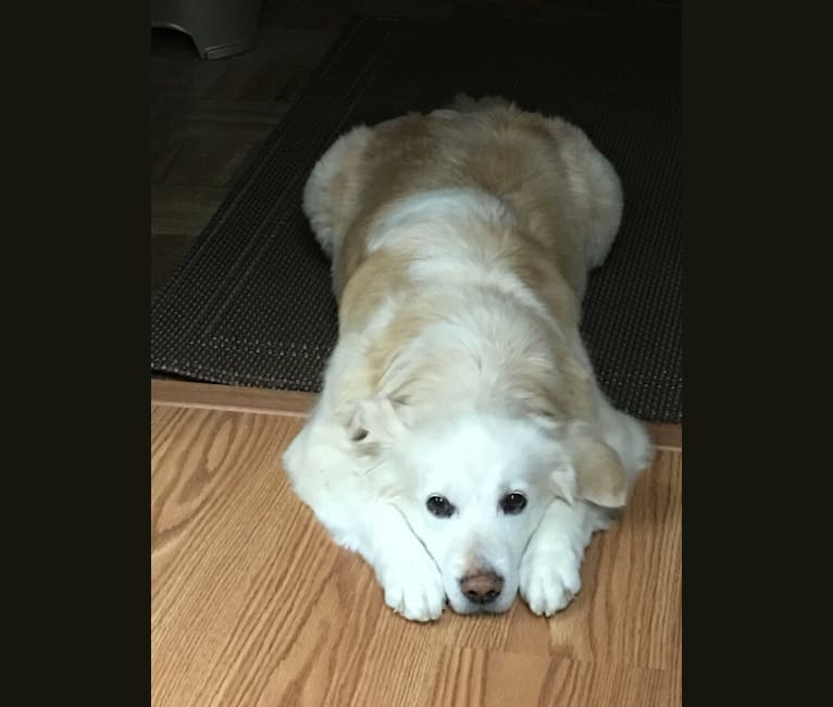 Arvo, a Golden Retriever and Shih Tzu mix tested with EmbarkVet.com