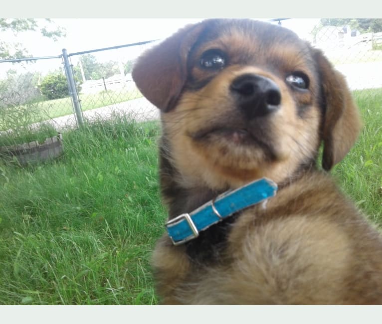 Bear, a Dachshund and Pomeranian mix tested with EmbarkVet.com