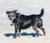 Scruffy, a Poodle (Small) and Chihuahua mix tested with EmbarkVet.com
