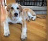 Gus, a Great Pyrenees and Golden Retriever mix tested with EmbarkVet.com